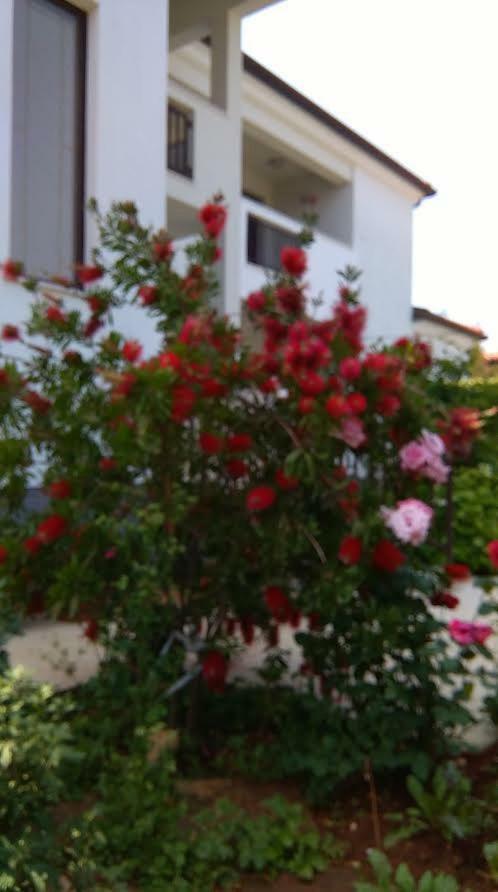 Stella Marina Daire Umag Dış mekan fotoğraf